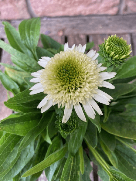 Echinacea Delicious Nougat