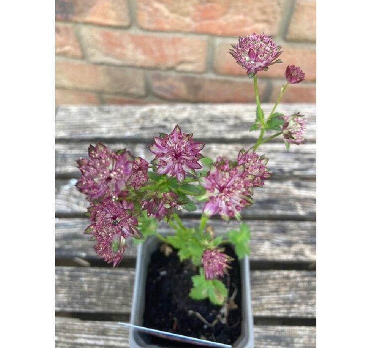 Astrantia major Claret - jarmanka