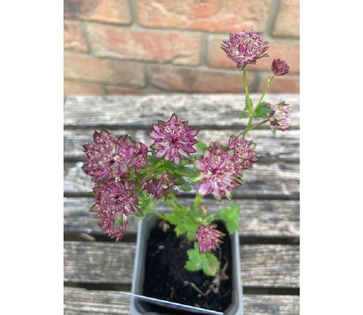 Astrantia major Claret - jarmanka