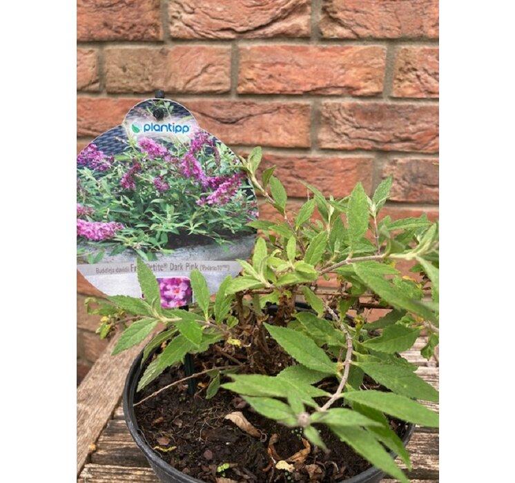 Buddleja Free Petite Dark pink