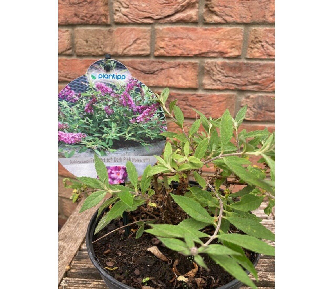 Buddleja Free Petite Dark pink