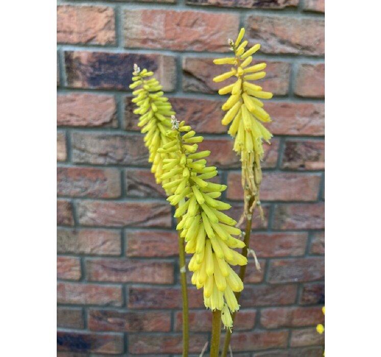 Kniphofia Flamenco -  Fakľovka