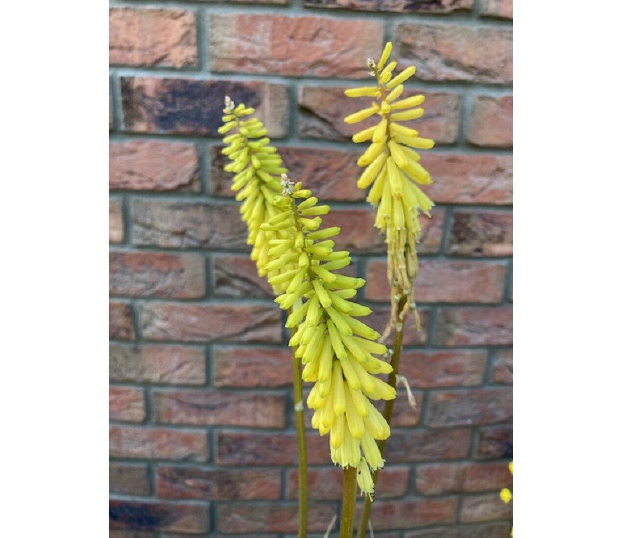 Kniphofia Flamenco -  Fakľovka