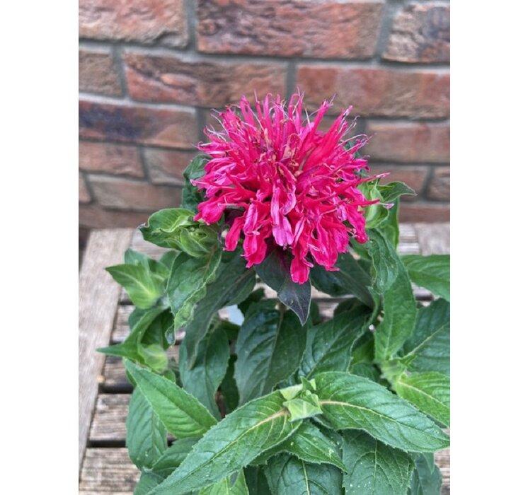 Monarda Balmy Rose