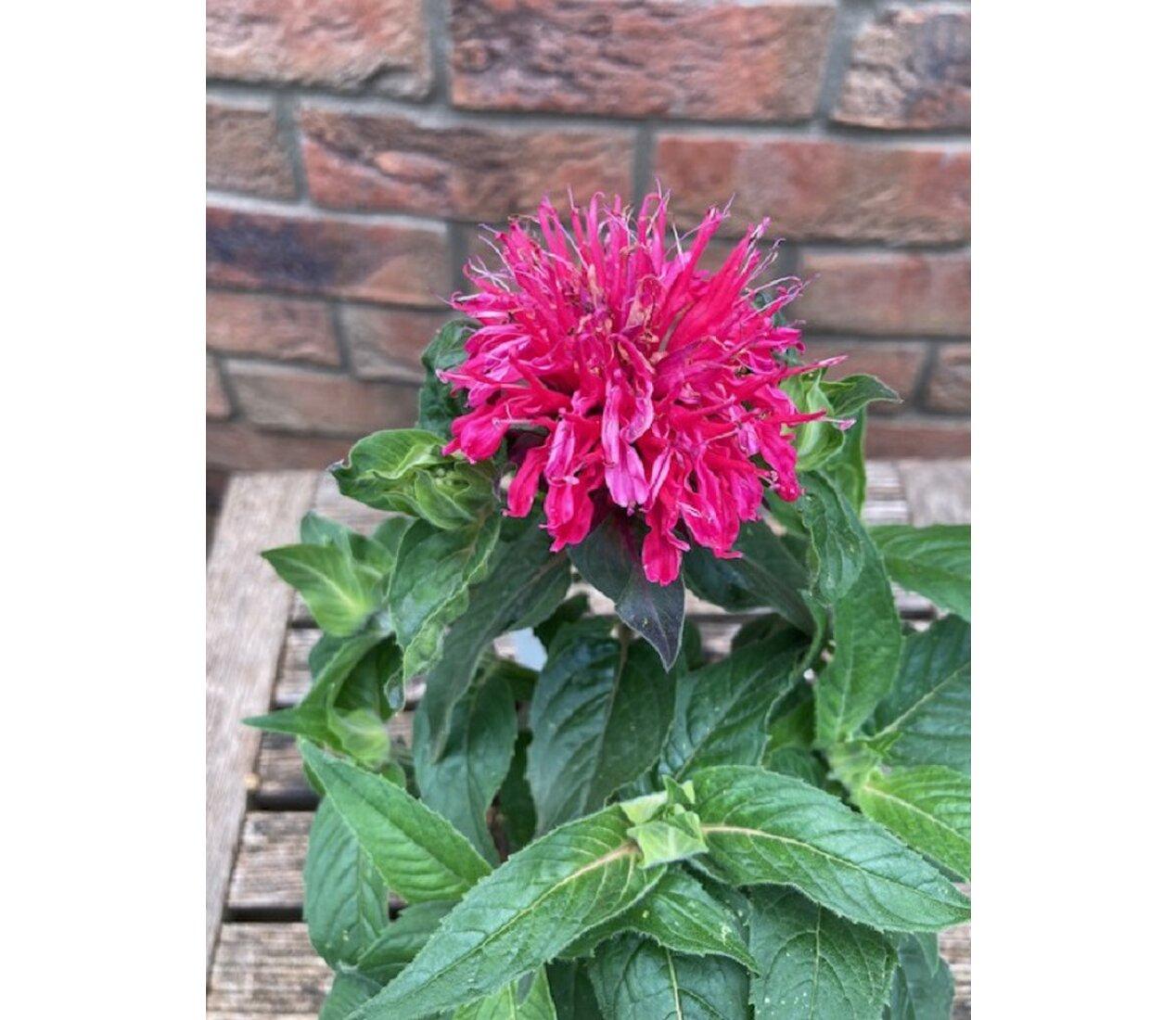 Monarda Balmy Rose