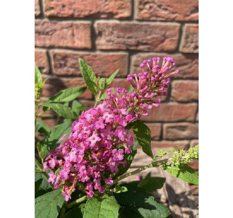 Buddleja mix