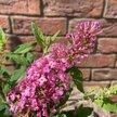 Buddleja mix