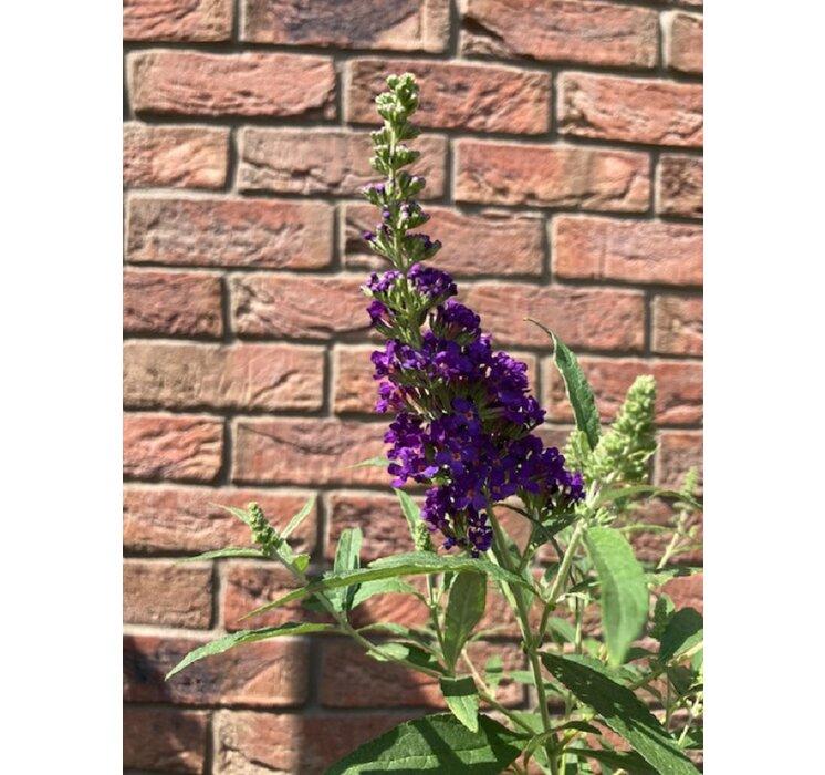 Buddleja mix