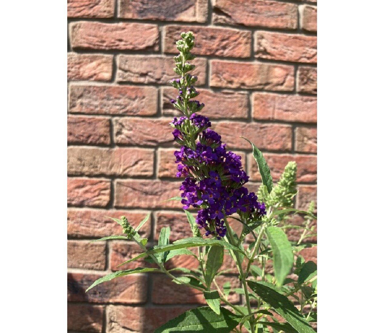 Buddleja mix