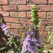 Buddleja mix