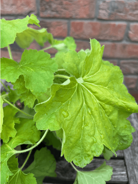 Heuchera Delta Dawn