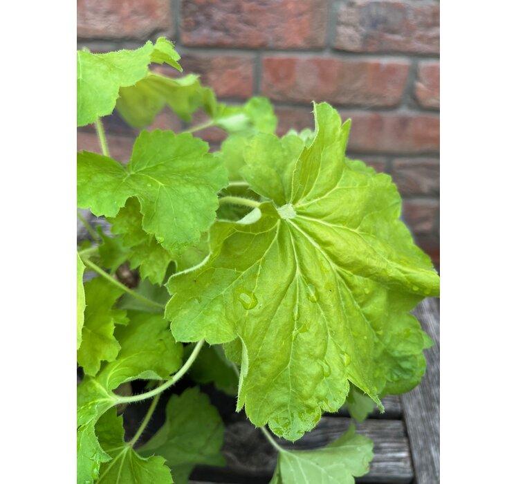 Heuchera Delta Dawn