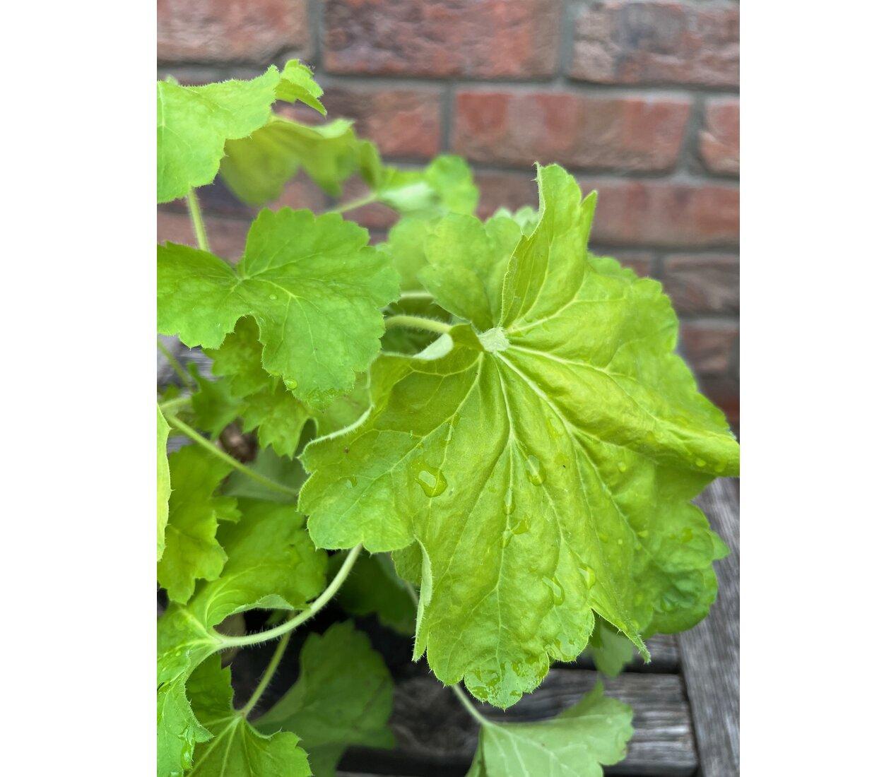 Heuchera Delta Dawn