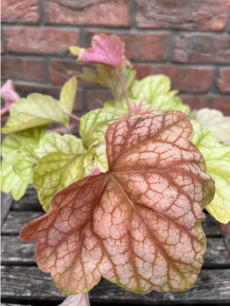 Heuchera Champagne