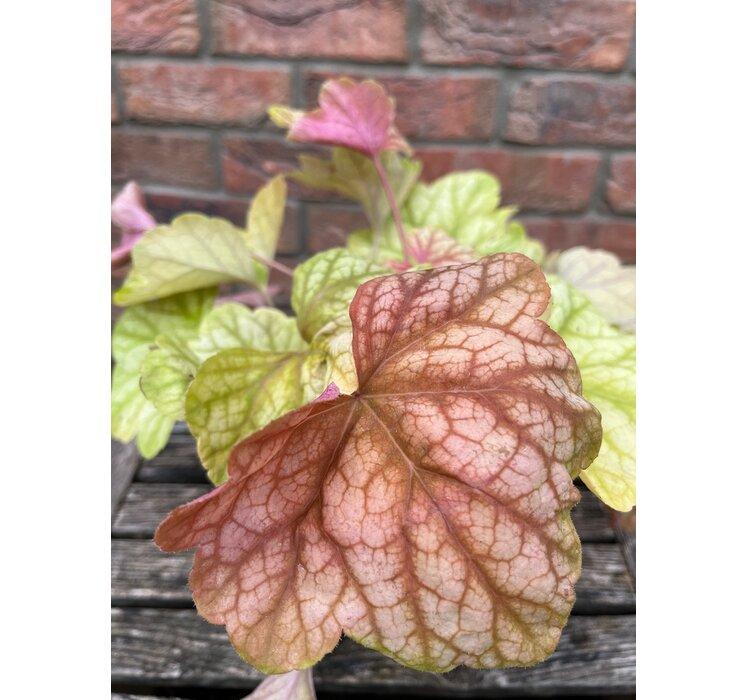 Heuchera Champagne