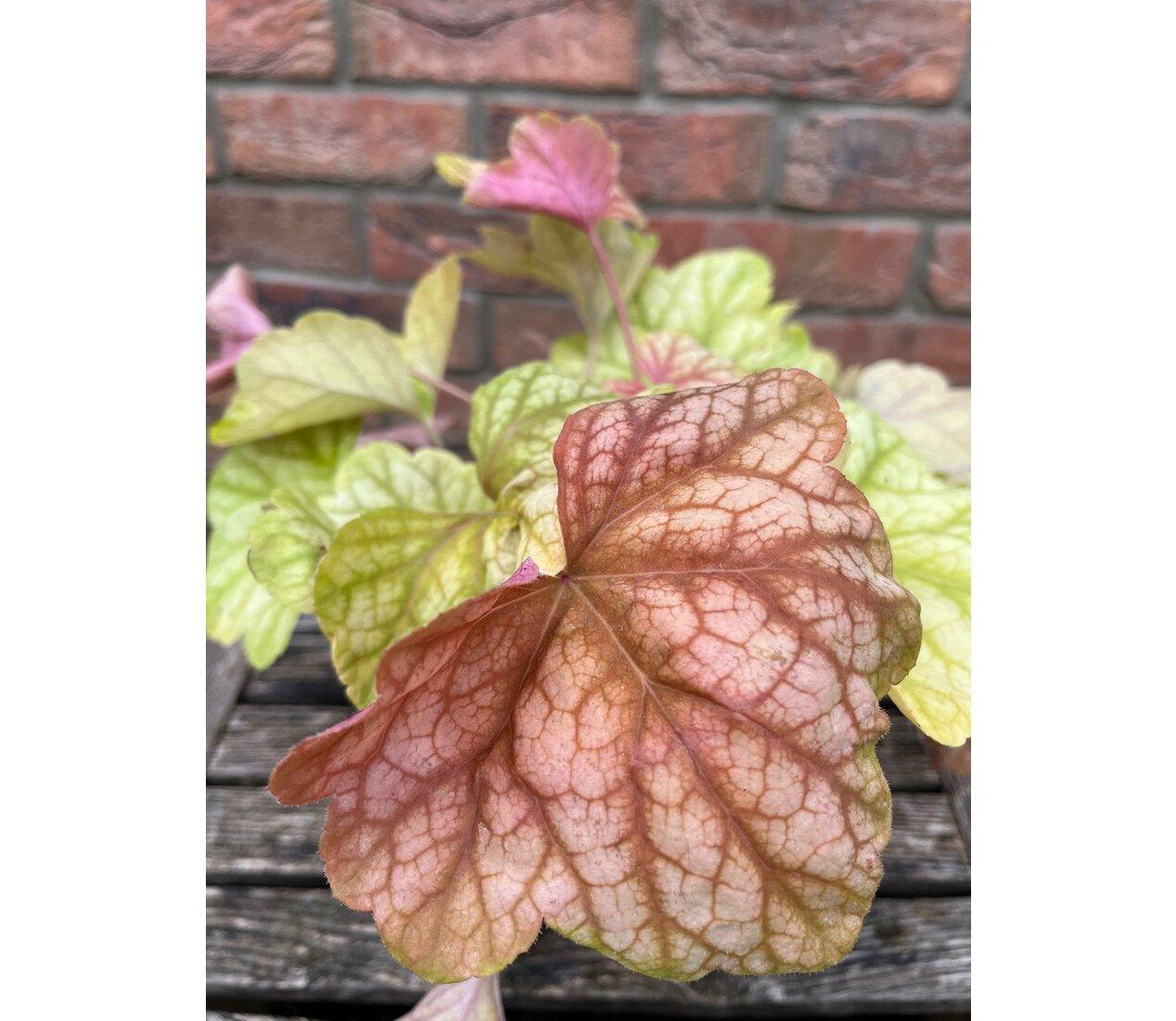 Heuchera Champagne