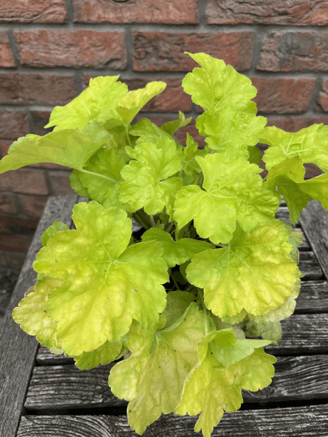 Heuchera World Caffe Romano