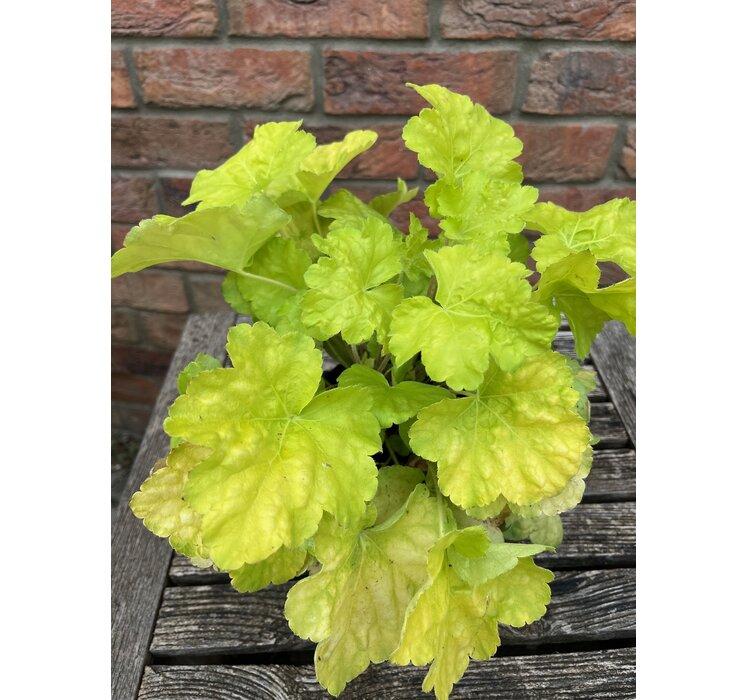 Heuchera World Caffe Romano