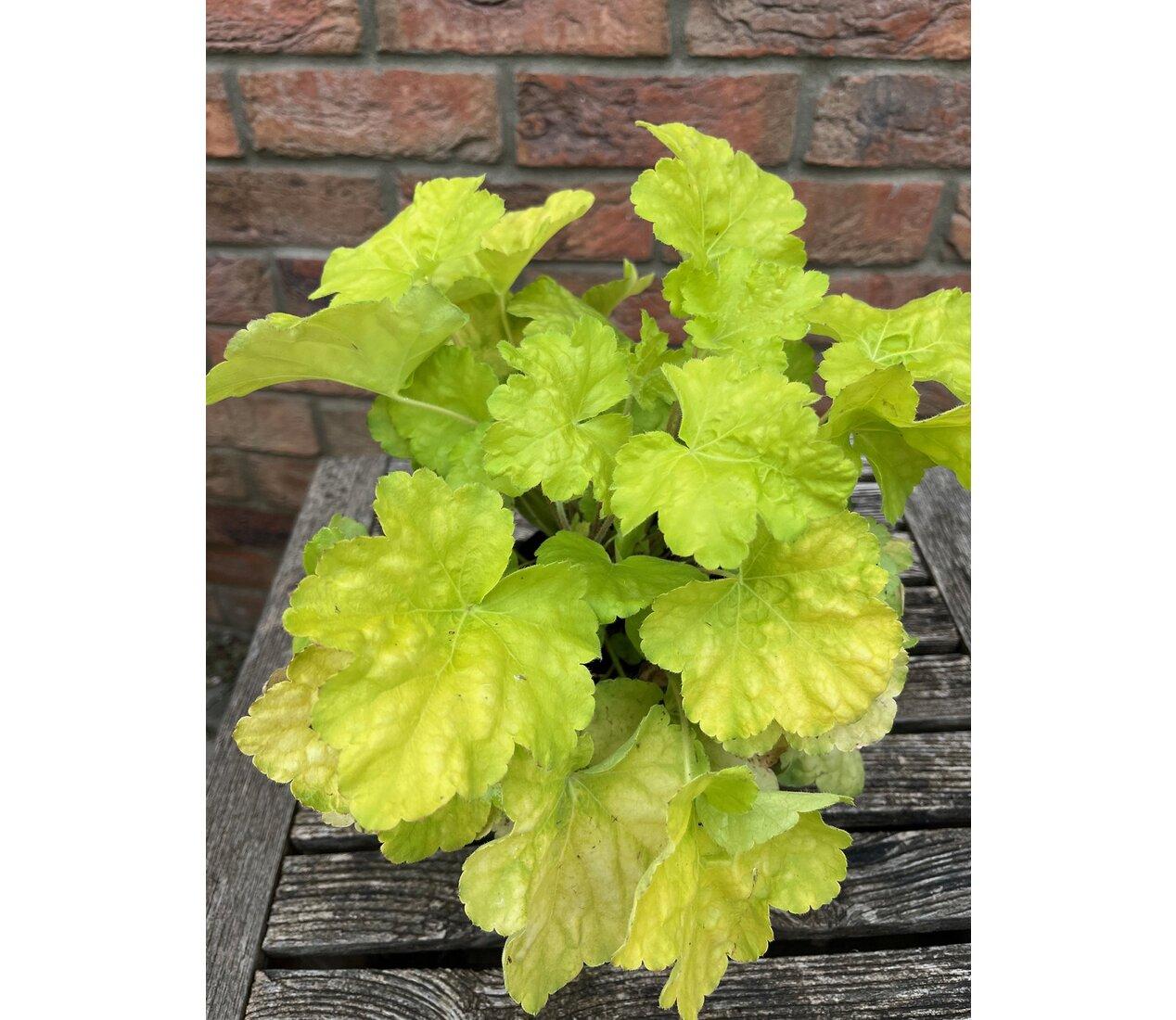 Heuchera World Caffe Romano