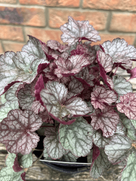 Heuchera Silver Scrolls