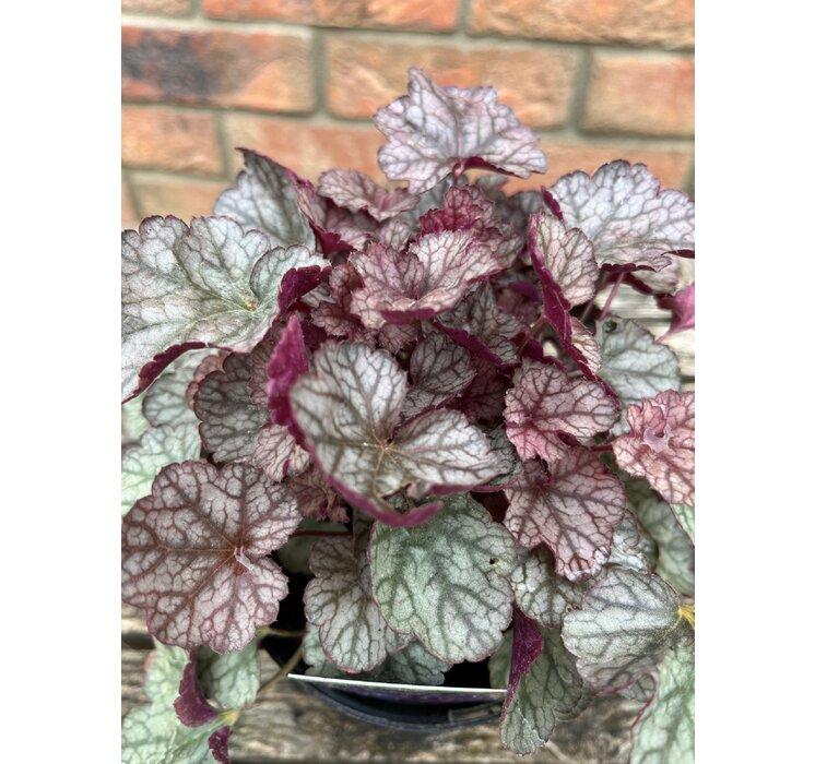 Heuchera Silver Scrolls