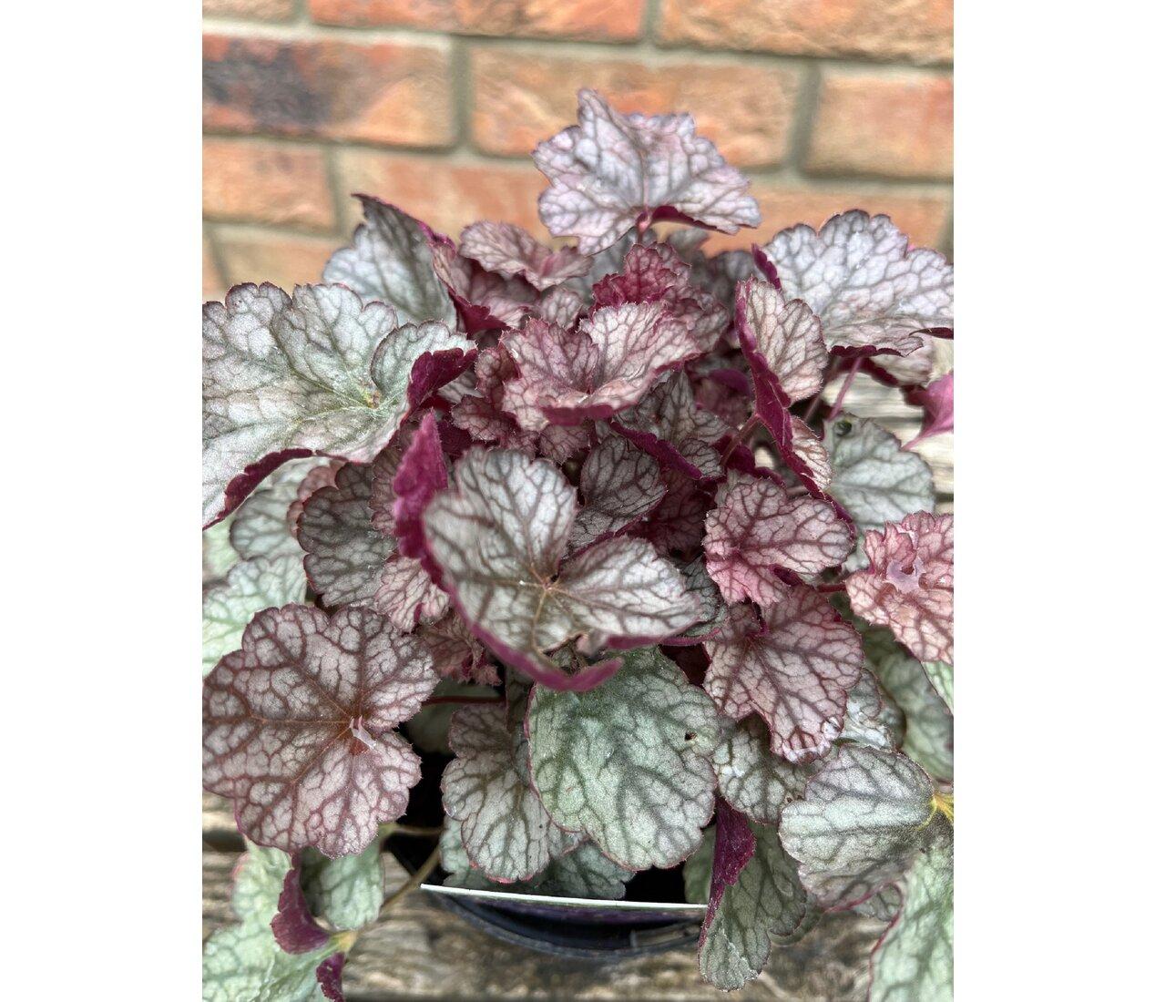 Heuchera Silver Scrolls