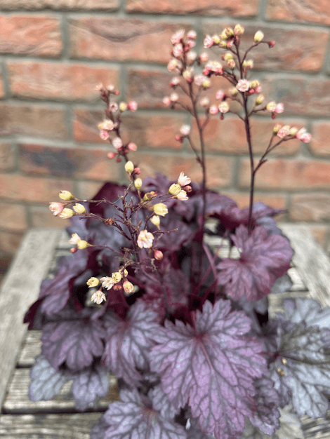 Heuchera Glitter