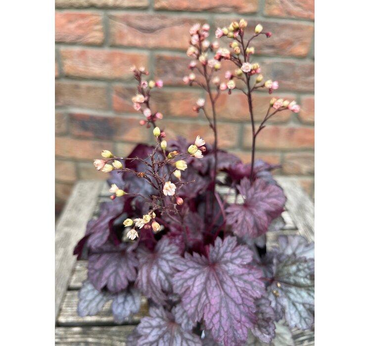 Heuchera Glitter