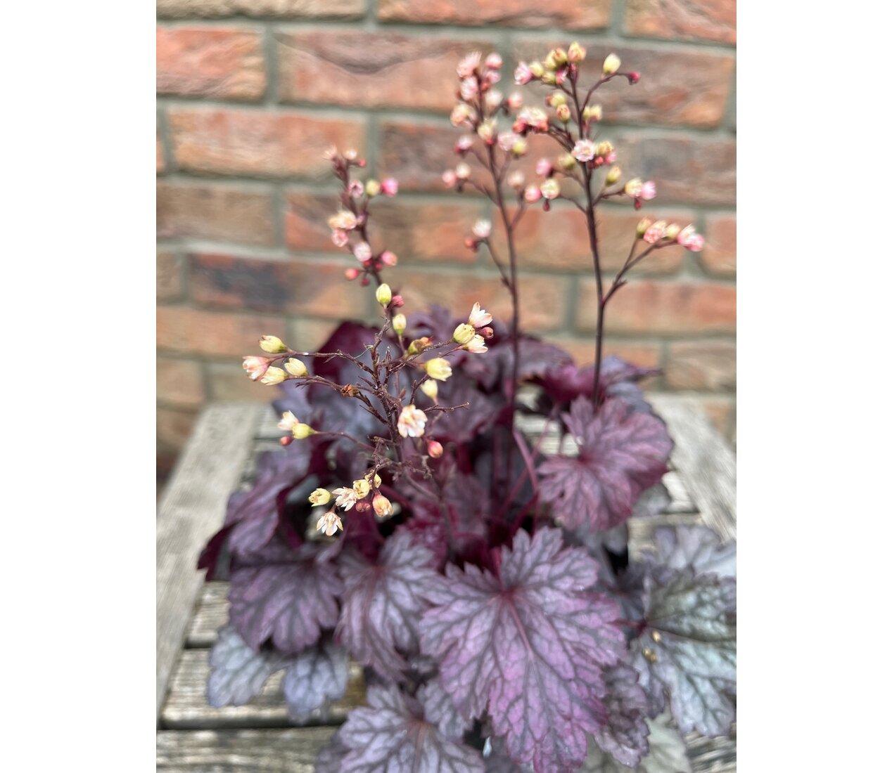 Heuchera Glitter