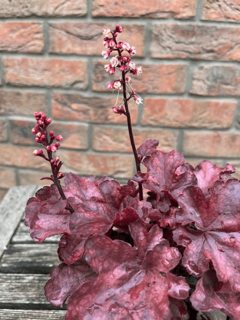 Heuchera Fire Chief