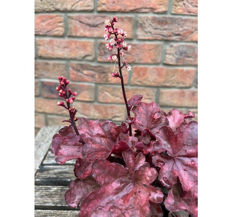 Heuchera Fire Chief