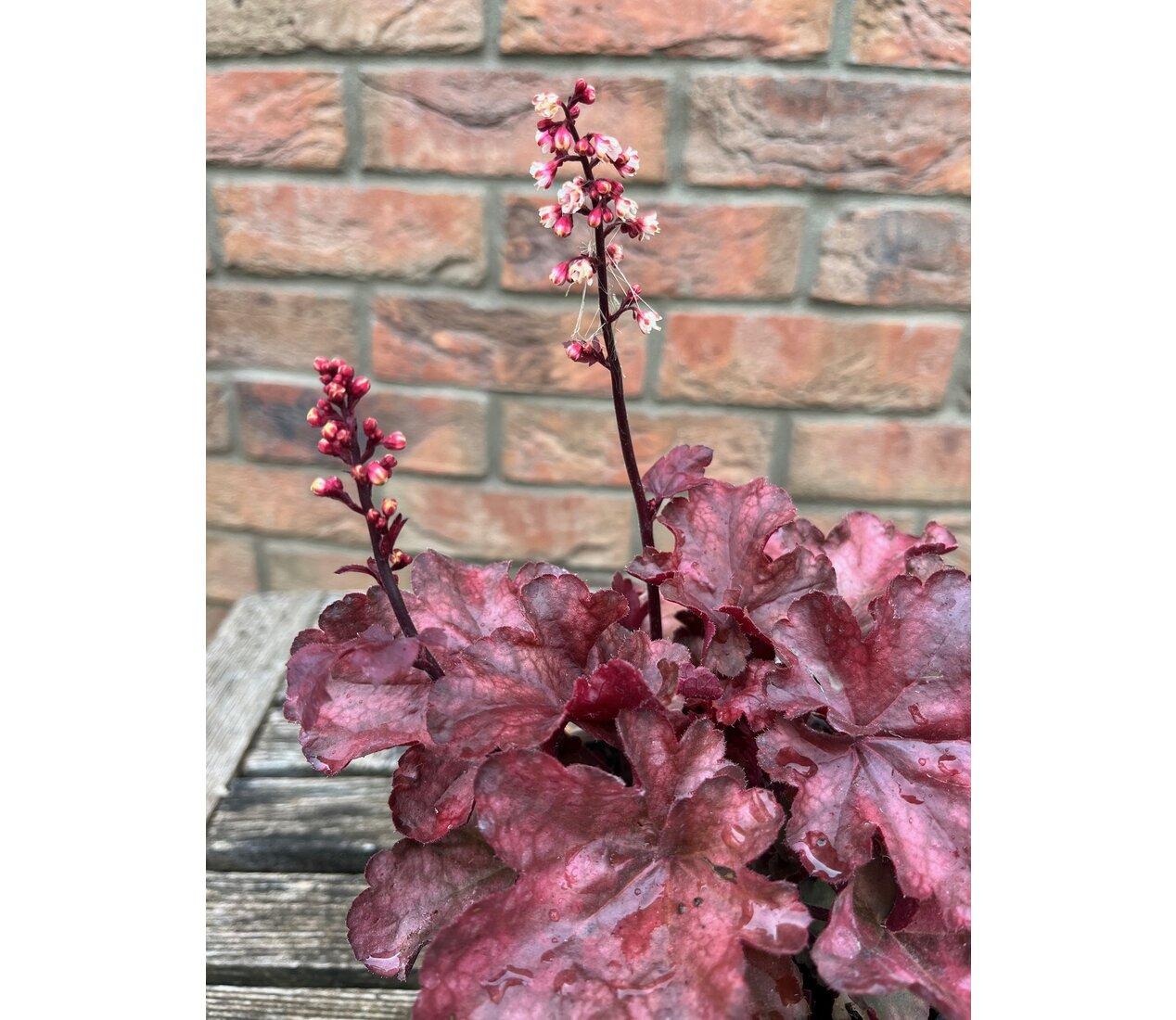 Heuchera Fire Chief