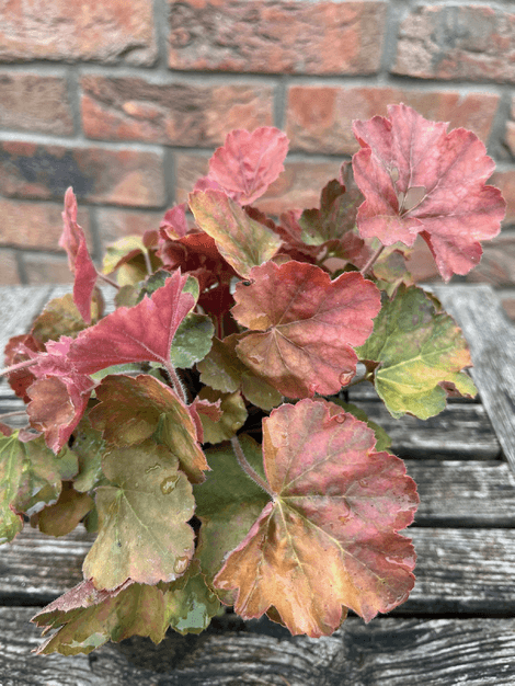 Heuchera Northern Exposure Amber