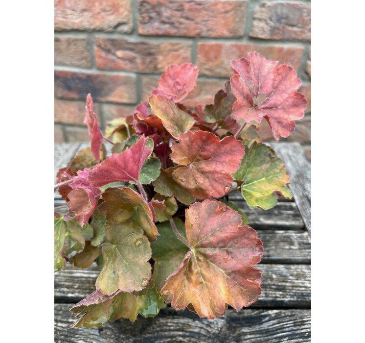 Heuchera Northern Exposure Amber