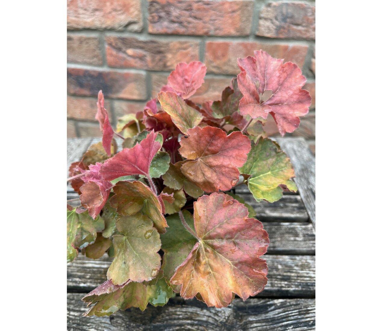 Heuchera Northern Exposure Amber