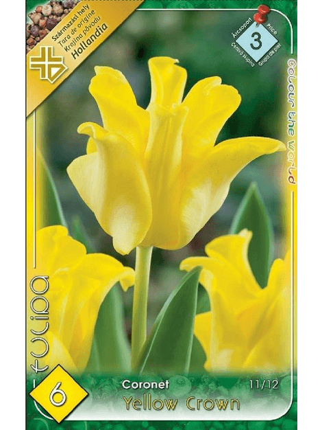 Tulipán Yellow Crown