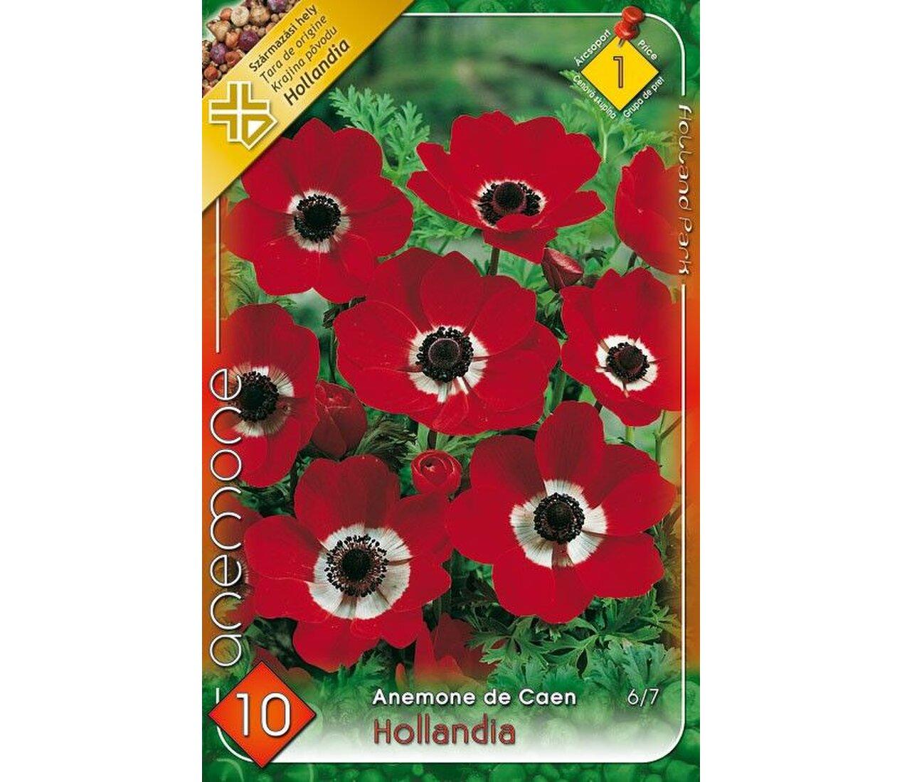 Anemone Hollandia