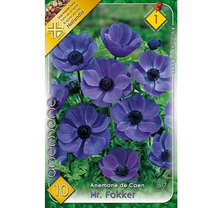 Anemone Mr.Fokker