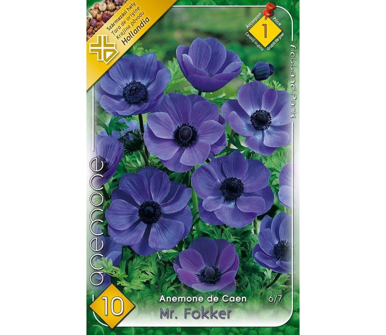 Anemone Mr.Fokker