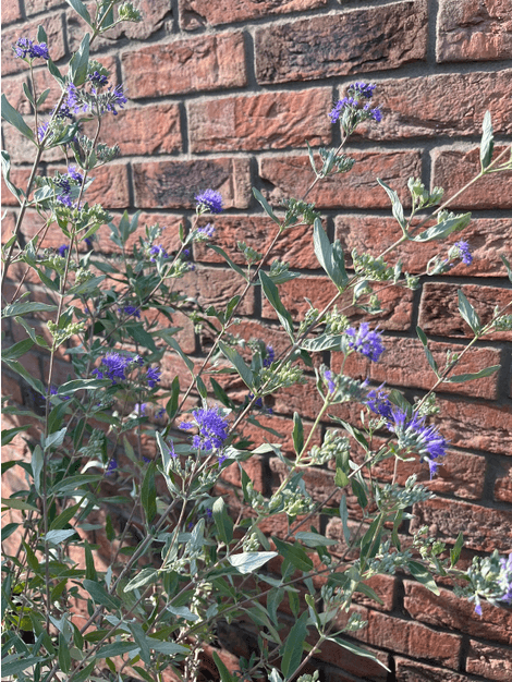 Caryopteris Dark Knight - Bradavec